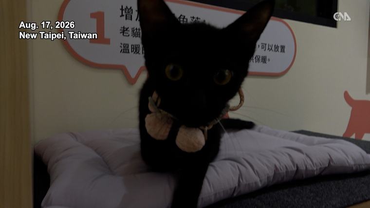 New Taipei opens cat-friendly space to promote pet care, adoption